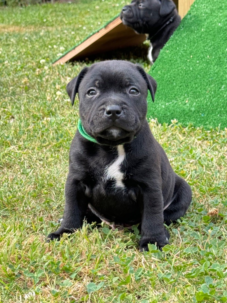 chiot Staffordshire Bull Terrier Des Rebelles Chic