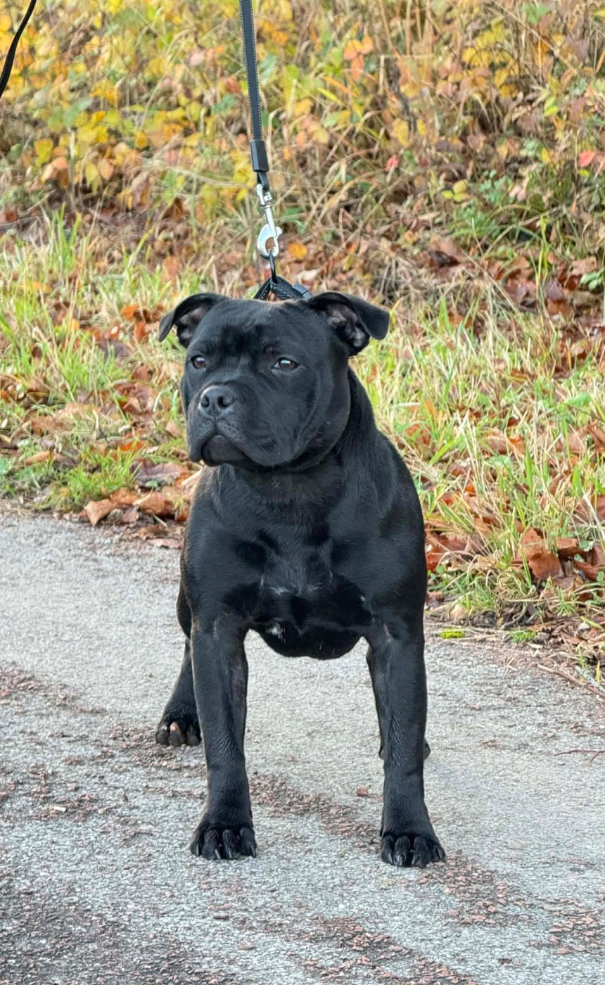 All you need is love April Des Rebelles Chic