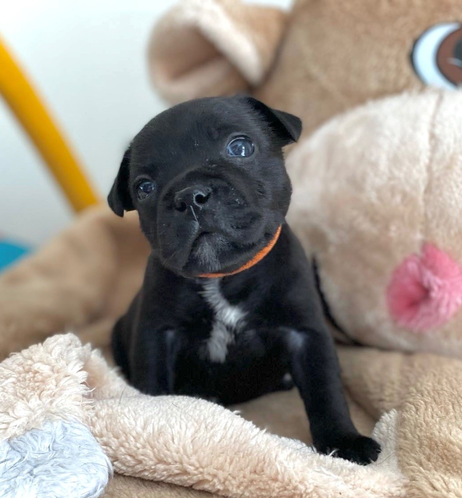 Des Rebelles Chic - Chiots disponibles - Staffordshire Bull Terrier