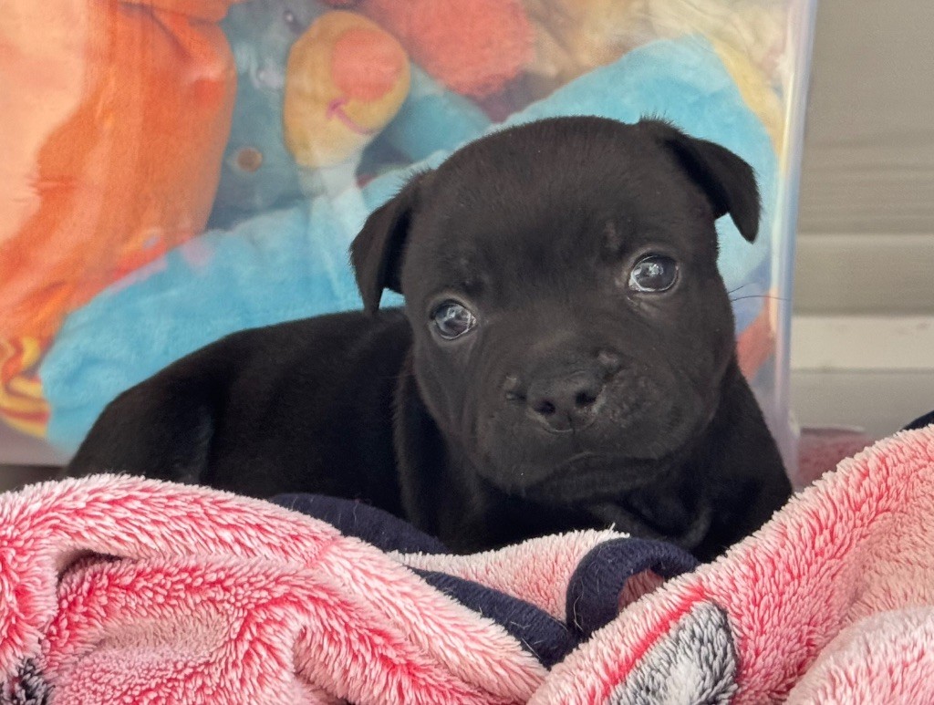 Des Rebelles Chic - Chiots disponibles - Staffordshire Bull Terrier