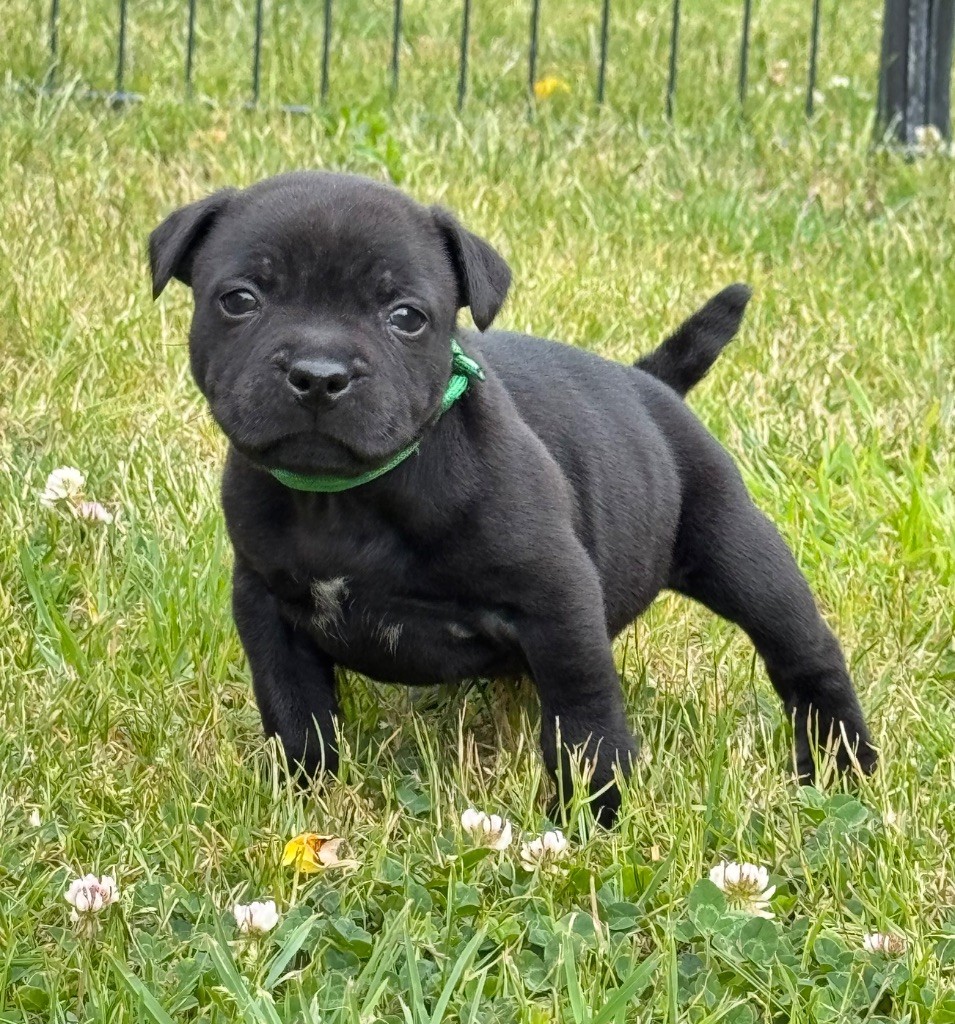 Des Rebelles Chic - Chiots disponibles - Staffordshire Bull Terrier